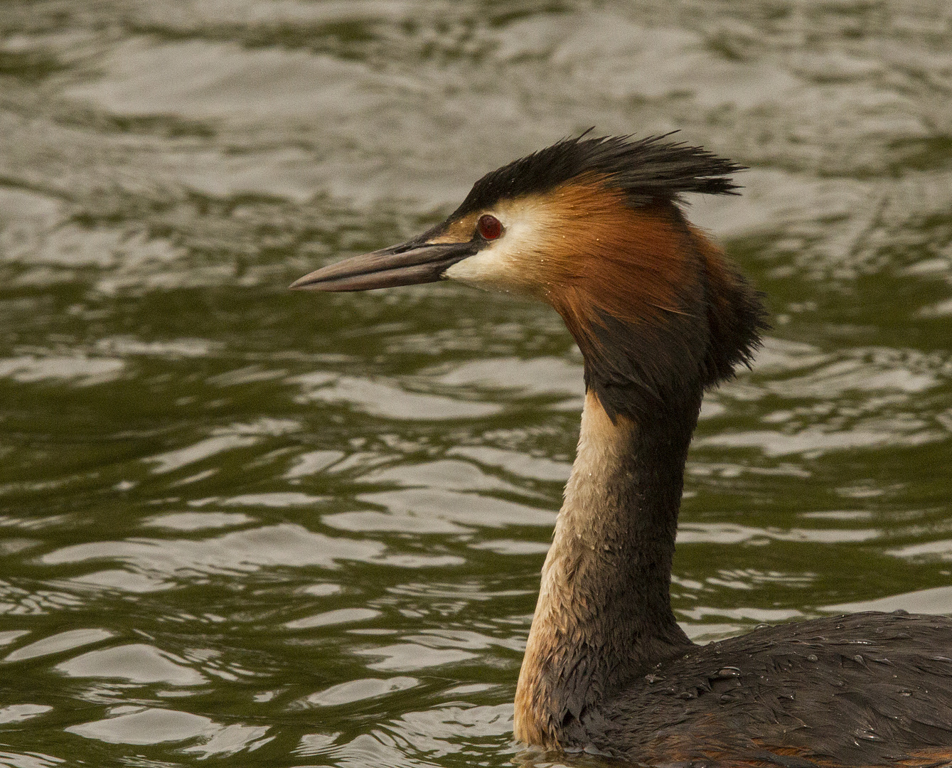 Broadland Beauty