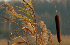 Broadleaf Cattail