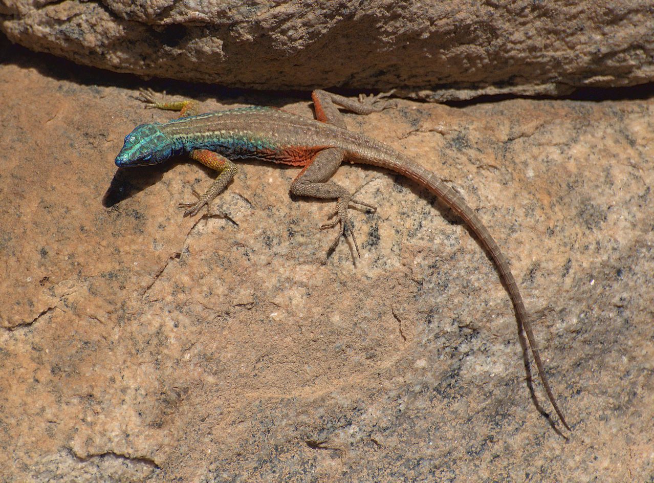 Broadley-Plattgürtelechse (Platysaurus broadleyi)