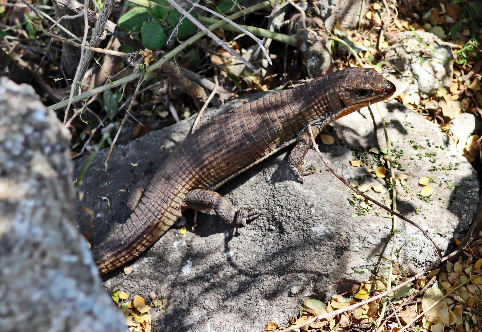 Broadleysaurus major