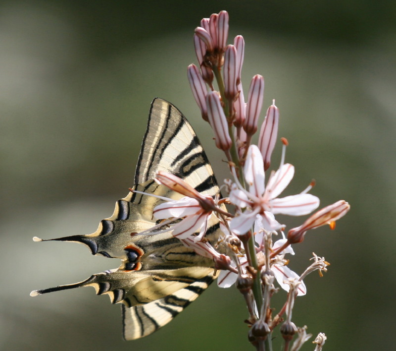 Broboleta da Primavera