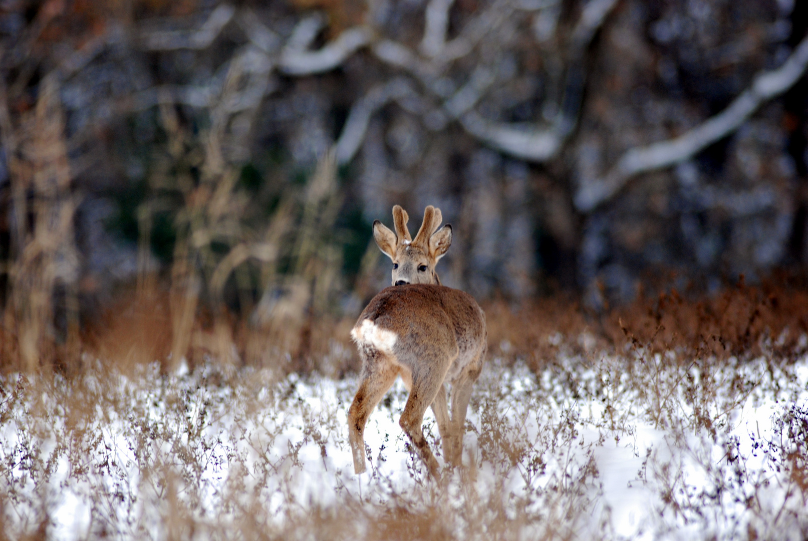 Brocard dans la neige1/4