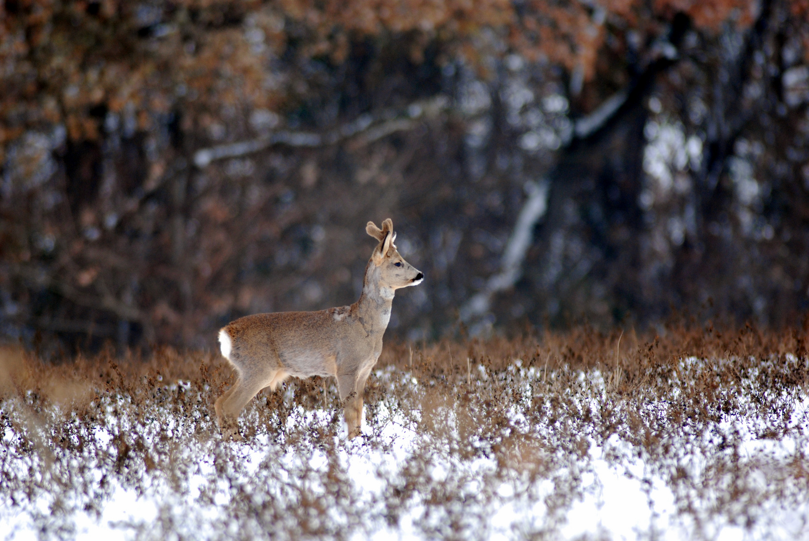 Brocard dans la neige4/4