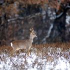 Brocard dans la neige4/4