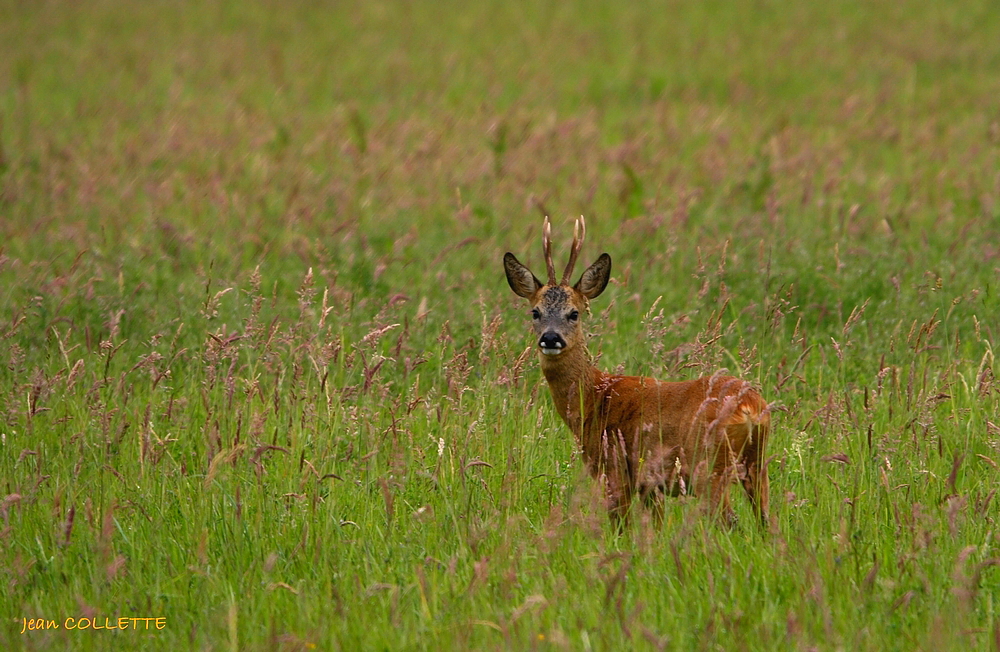 Brocard dans la prairie.