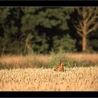 Brocard dans le blé-Juillet 2008