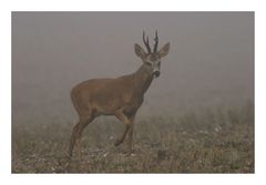 Brocard dans le brouillard