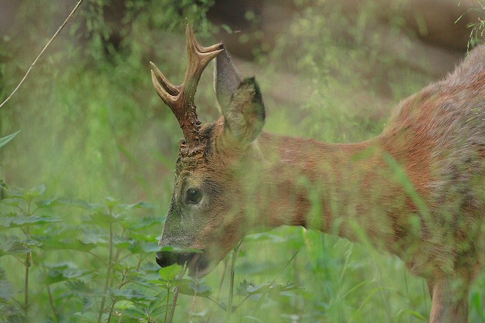 brocard dans les sous-bois