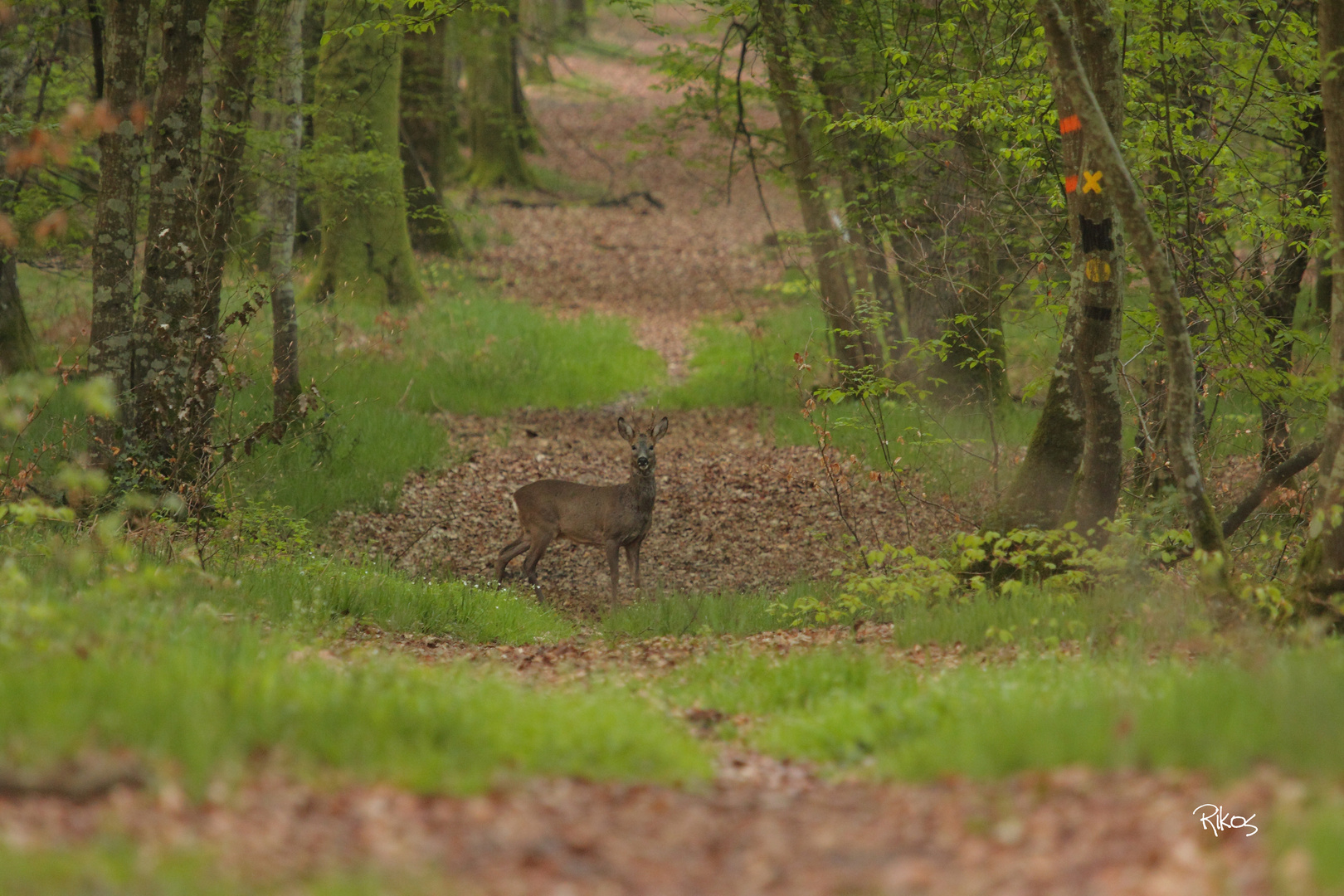 Brocard en forêt