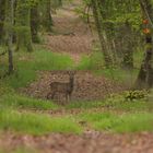 Brocard en forêt