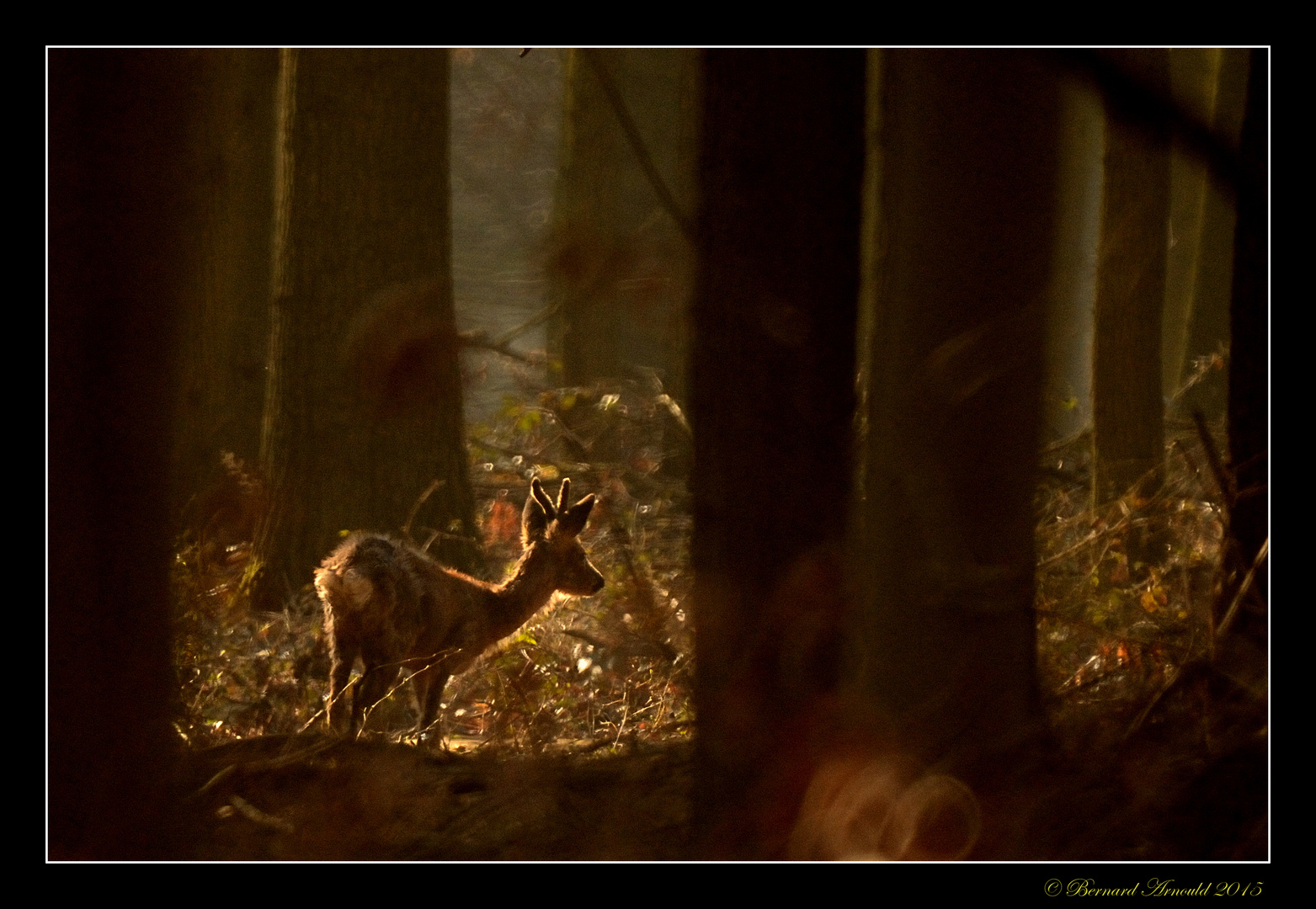 Brocard en forêt de Soignes