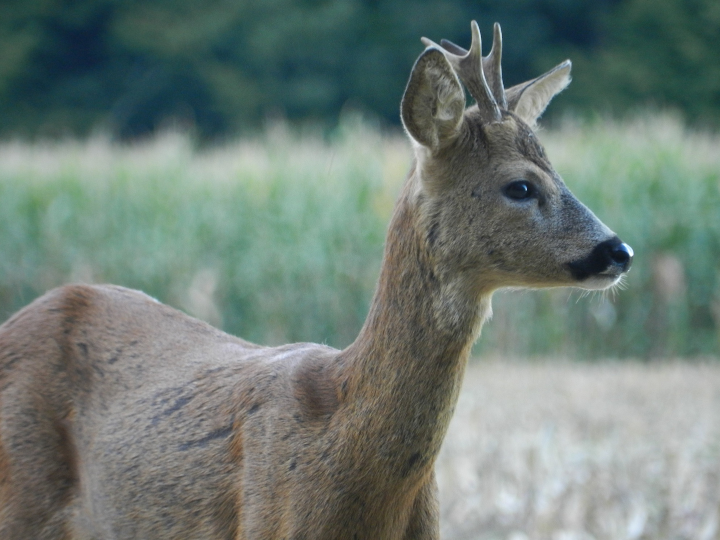 Brocard en lisière de bois