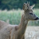 Brocard en lisière de bois