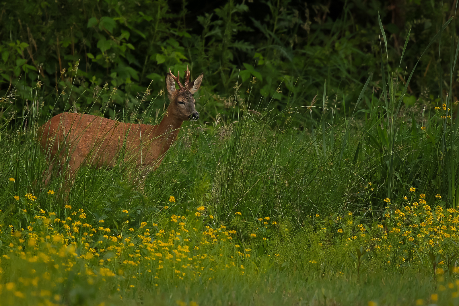 Brocard, photo et image | chevreuils, nature, animaux Images fotocommunity
