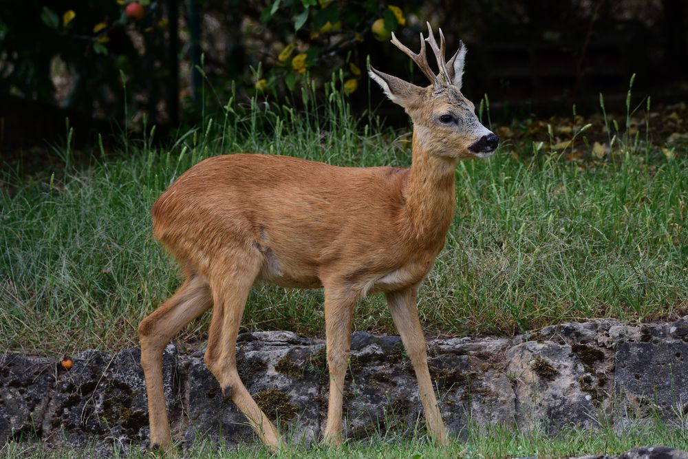 Brocard photo et image nature, animaux, animal Images