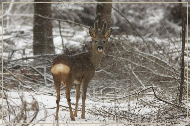 brocard sous la neige