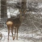 brocard sous la neige