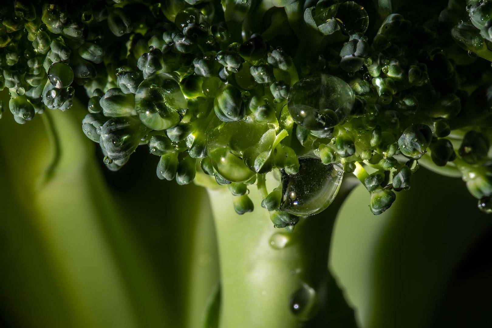 Broccoli-Regenwald