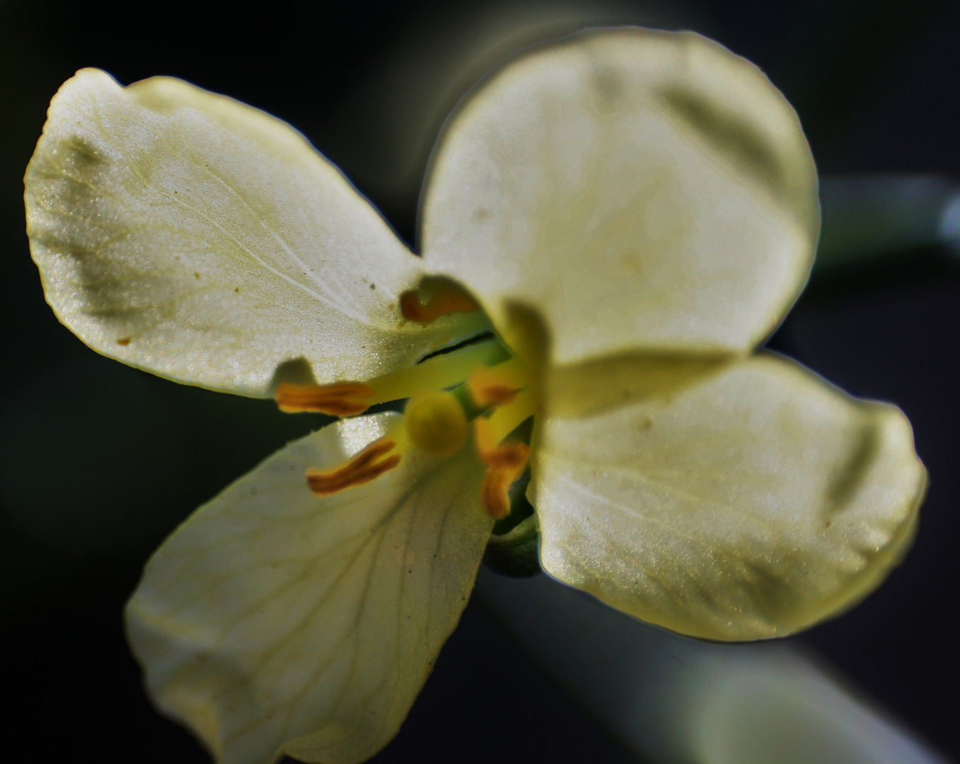 BROCCOLIE BLÜTE