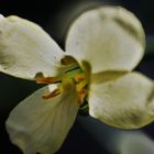 BROCCOLIE BLÜTE