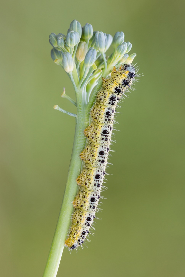 Broccolino