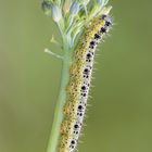 Broccolino