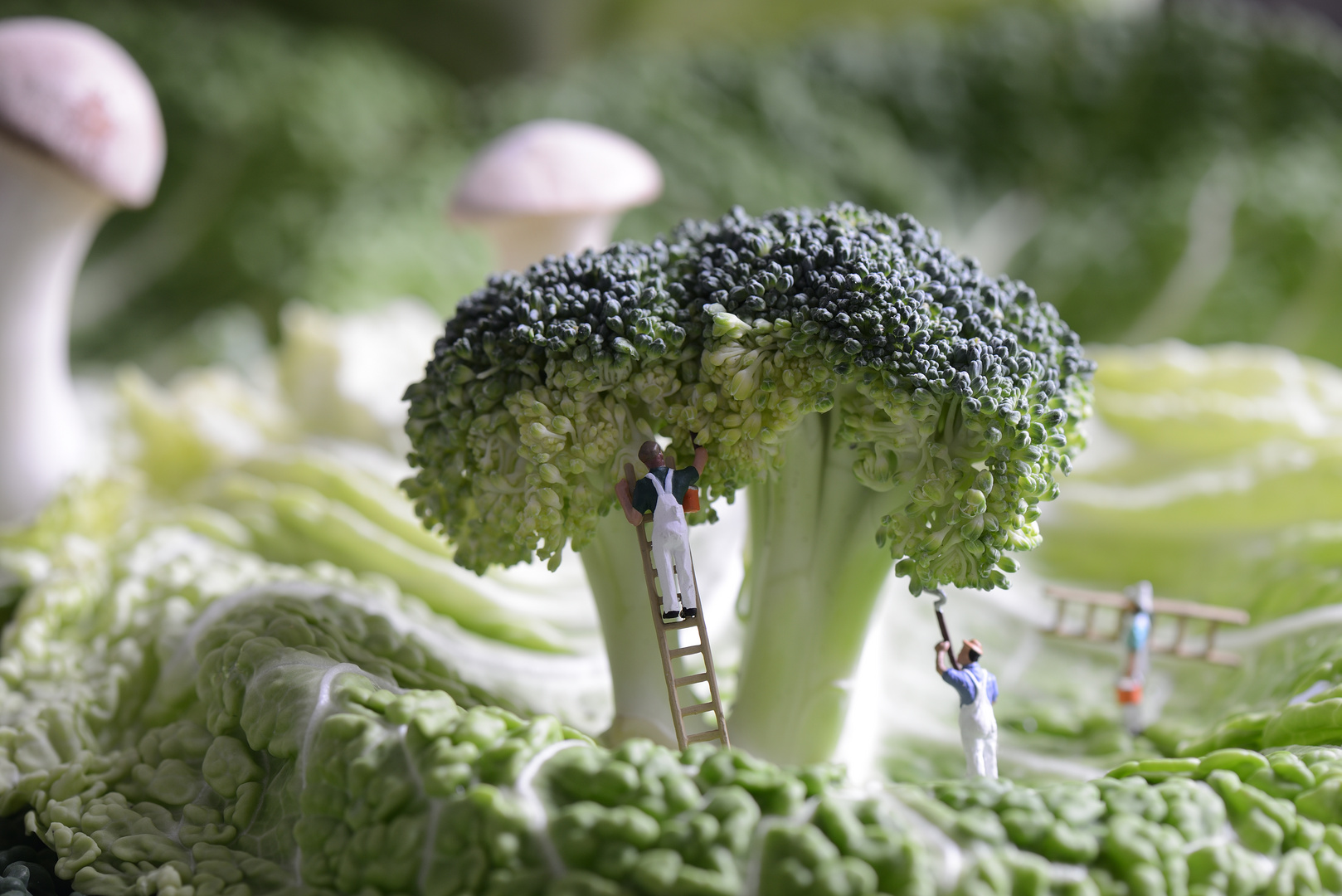 Broccolipflege