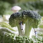 Broccolipflege