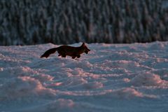 Brocken - Fuchs