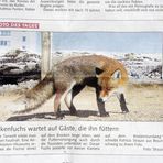 Brocken-Fuchs, Braunschweiger Zeitung 26.02.2008