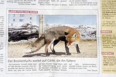 Brocken-Fuchs, Braunschweiger Zeitung 26.02.2008