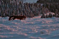 Brocken - Fuchs II