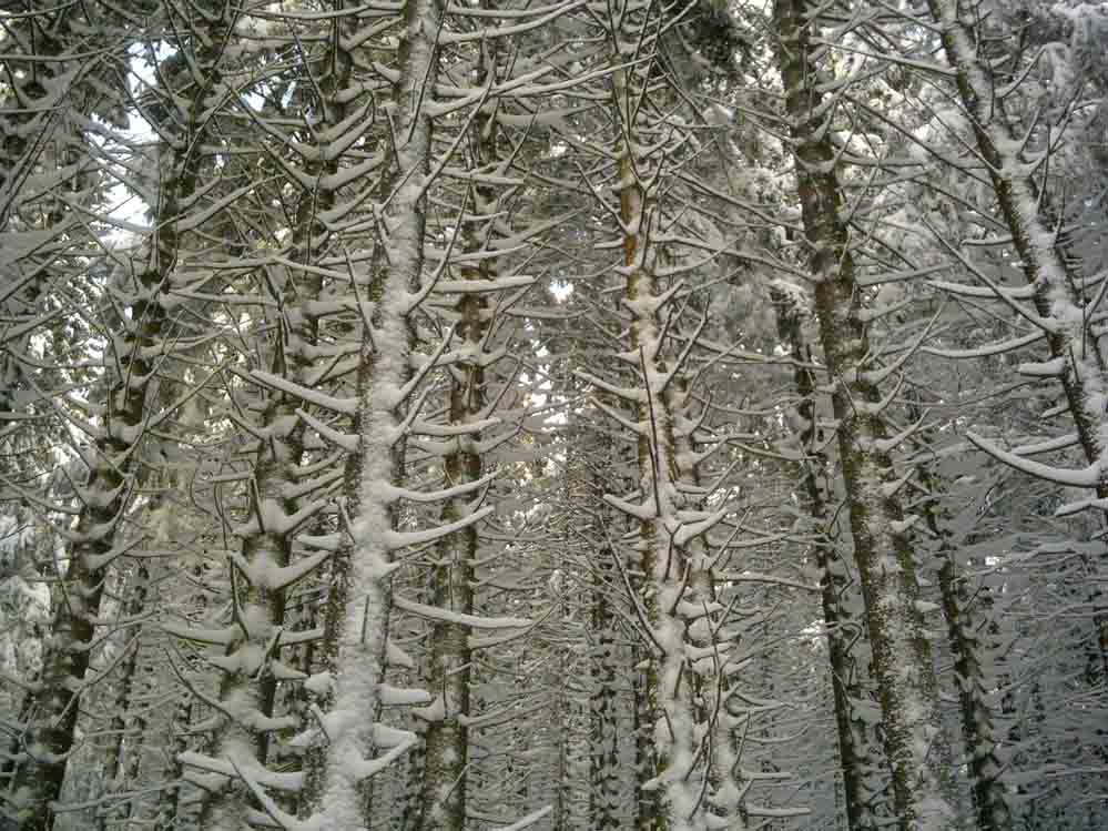 Brocken-Winter-Kalt-Trippy