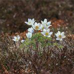 Brockenanemone 2