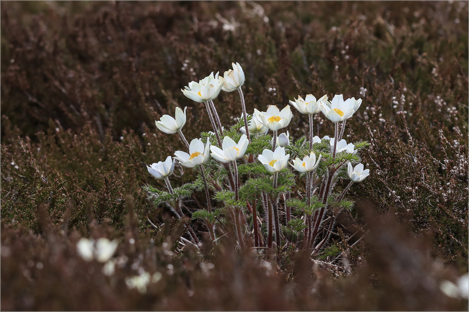 Brockenanemone