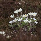 Brockenanemone