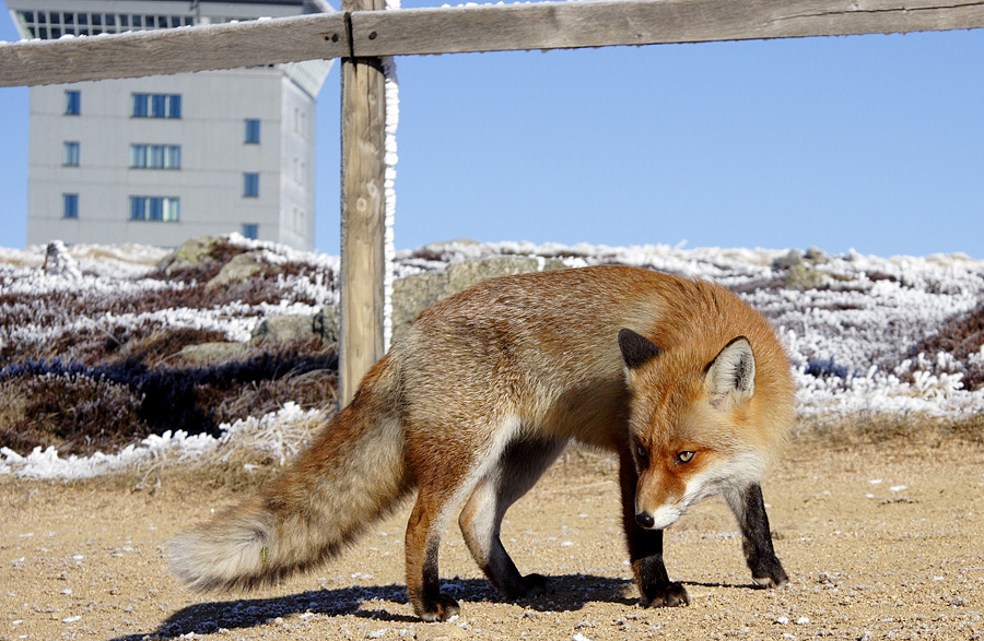 Brockenfuchs beim Anvisieren...