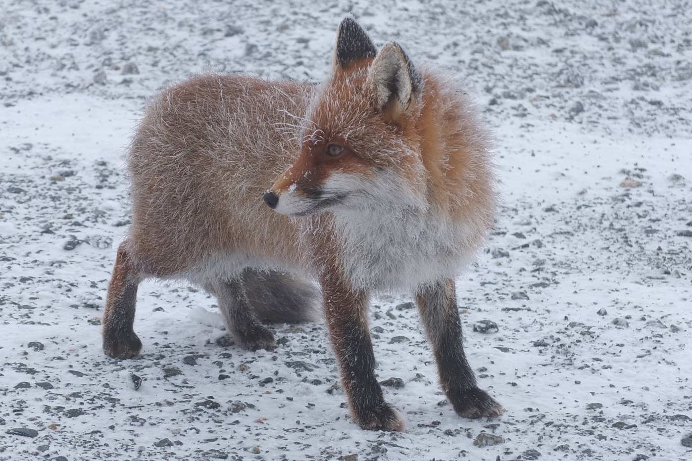 Brockenfuchs mit Reif