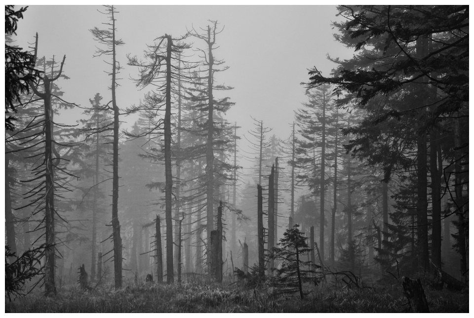 Brockenwald im Nebel