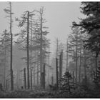 Brockenwald im Nebel