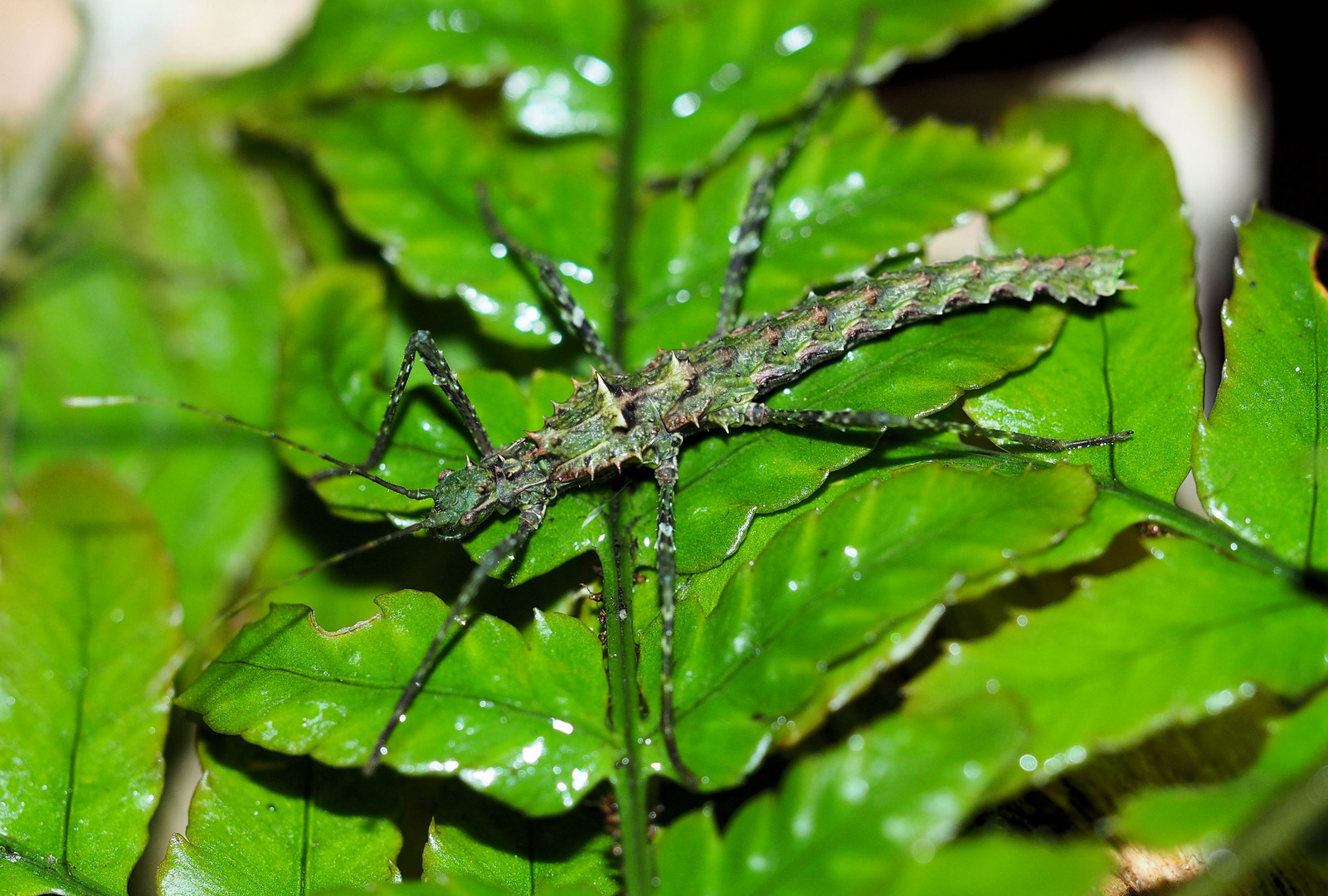 Brockphasma spinifemoralis