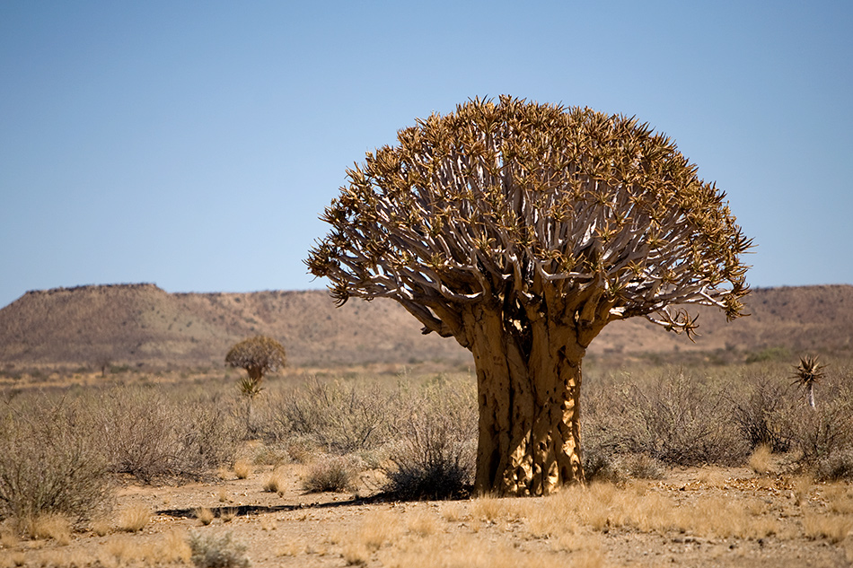 Brocoli tree