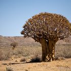 Brocoli tree