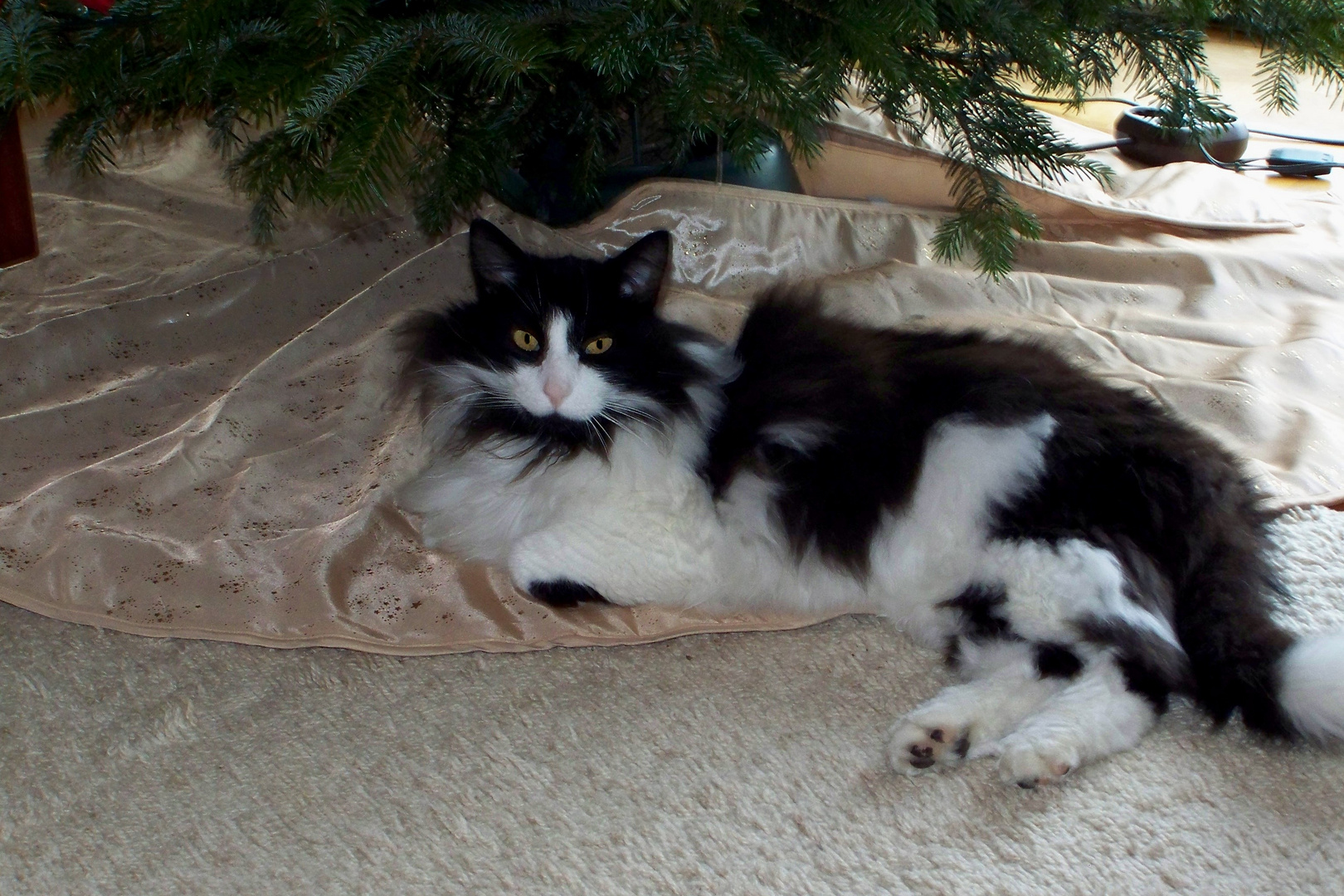 Brösel der Weihnachtsbaum Kater!