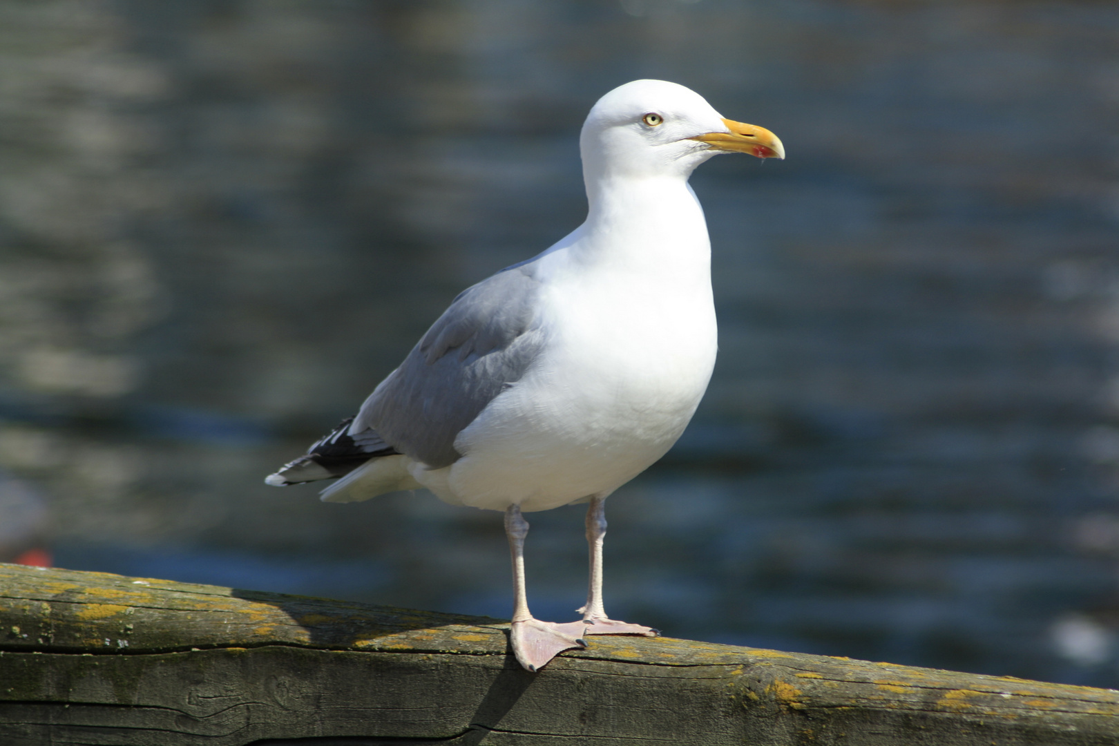 Brötchendieb in Warnemünde