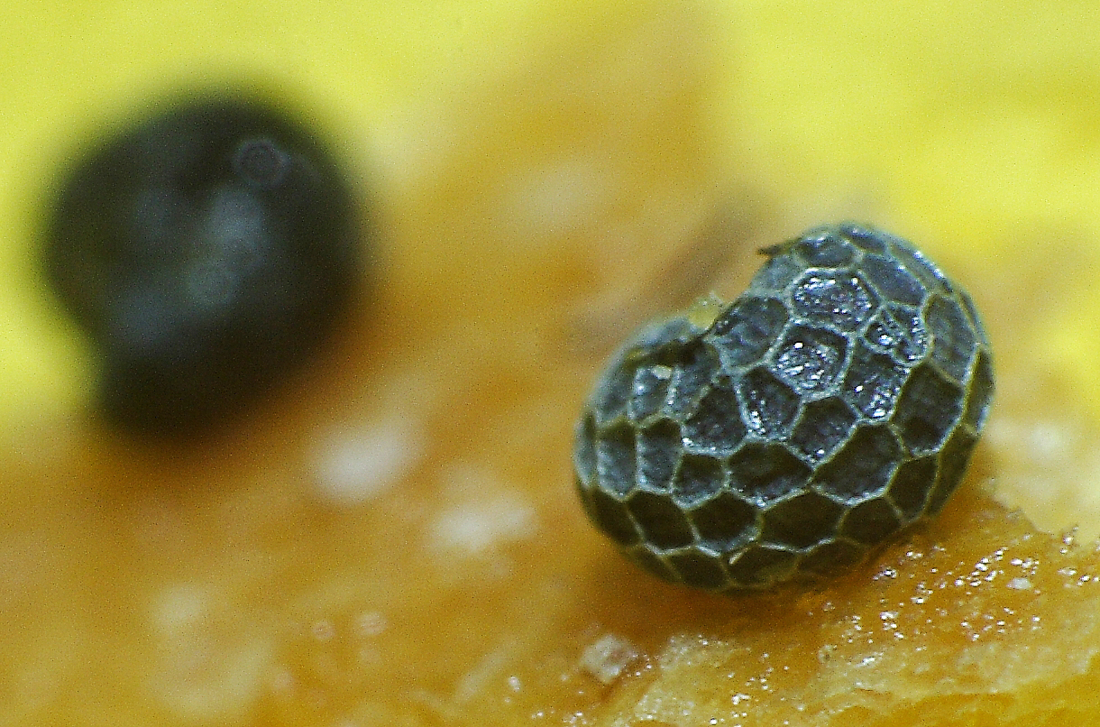 Brötchenkrümel mit Mohn