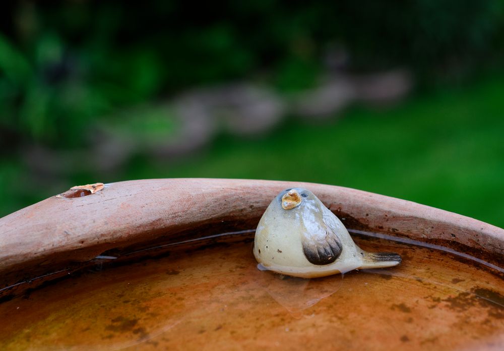 Broken birds pool