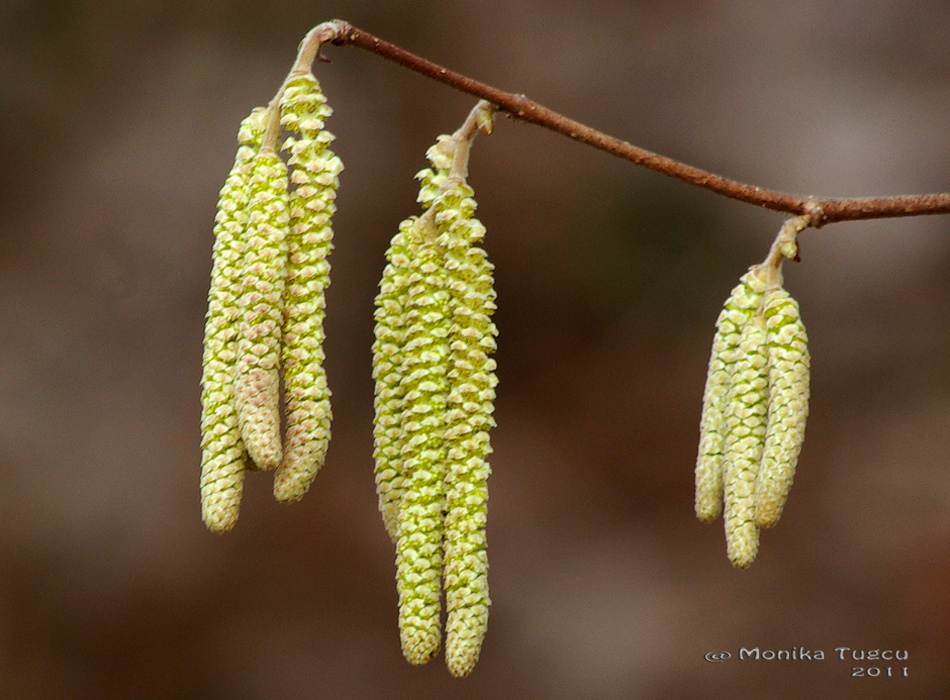 .........broken blossom hazel.........