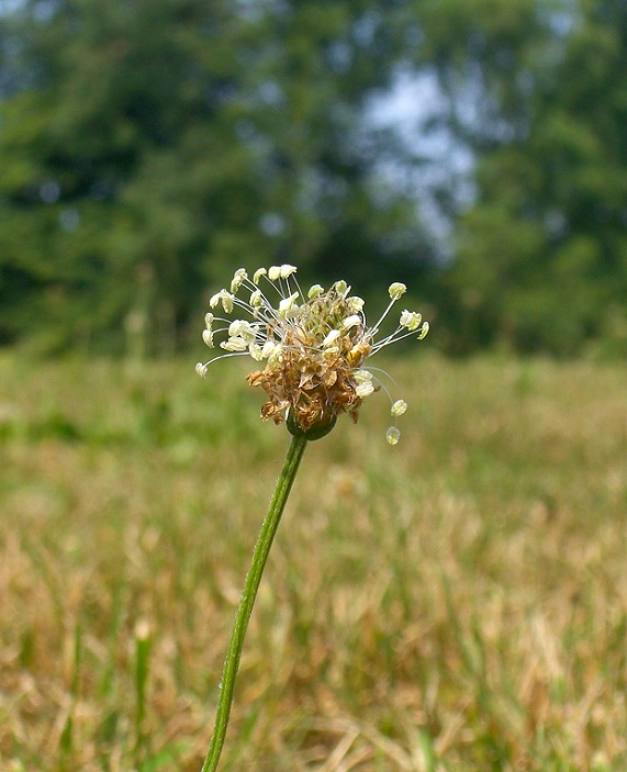 Broken Flower