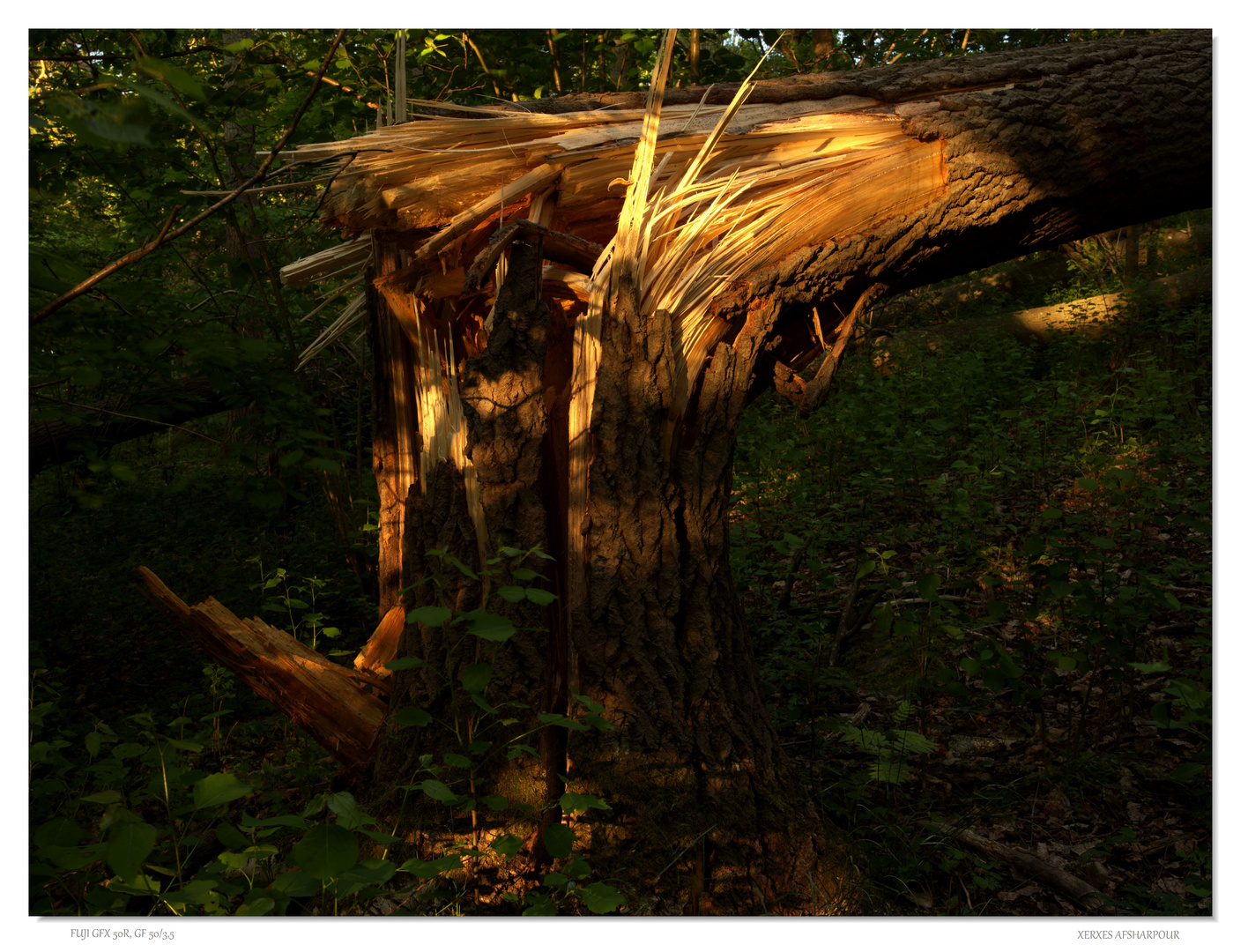 Broken Tree